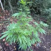 Purple Haze 10/27/25