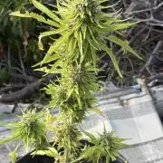 Skunk #1 - 12/1/25