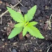 Skunk #1 - 10/24/26