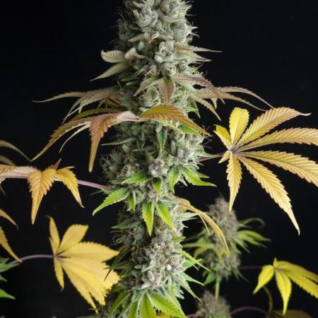 seedstokers