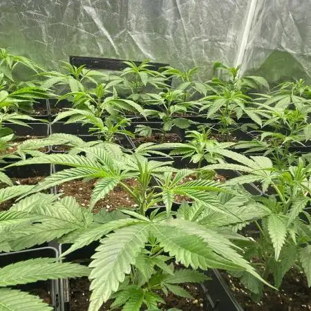 Dr love seeds Kush Wu Kong