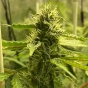 Dr love seeds Kush Wu Kong