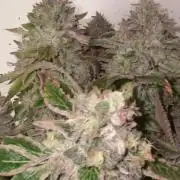 La BomBa (GrowPro)