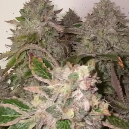 La BomBa (GrowPro)
