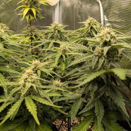 Gorilla Cookies Auto / FastBuds