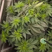 Sour Ripper
