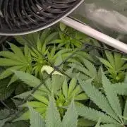 GMO Cookies Zamnesia