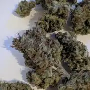 Jack Herer (Auto-Fastbuds)