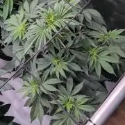 Granddaddy Purple