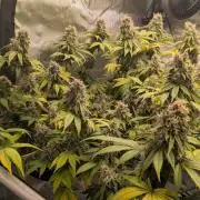 Sour Ripper