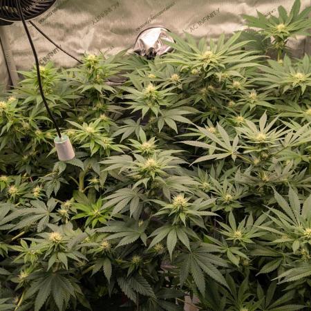 Granddaddy Purple