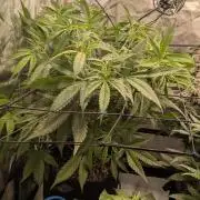 Gorilla Cookies Auto Fastbuds