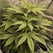 Gorilla Cookies Auto Fastbuds