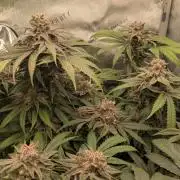 Papaya Sherbet