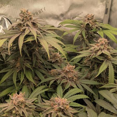 Papaya Sherbet