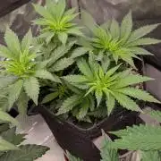 GMO Cookies Zamnesia