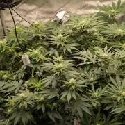 Sour Ripper