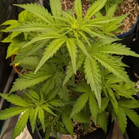 Gelato Auto / Zamnesia