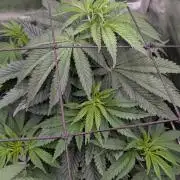 Papaya Sherbet