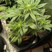 Jack Herer (Auto-Fastbuds)