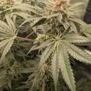 GMO Cookies Zamnesia