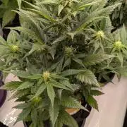 Jack Herer (Auto-Fastbuds)