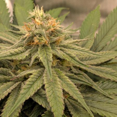 Papaya Sherbet