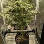 Granddaddy Purple