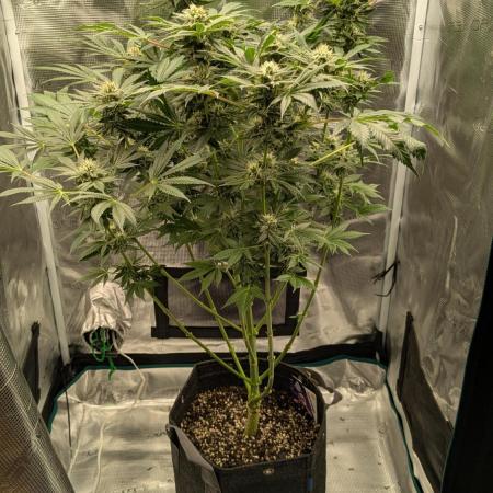 Granddaddy Purple