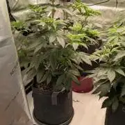 Sour Ripper