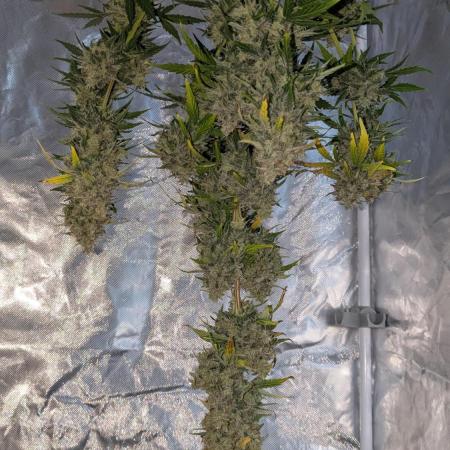 Gelato Auto / Zamnesia