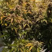 Gorilla Cookies Auto Fastbuds