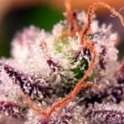 Wurlz F1 Amnesia
