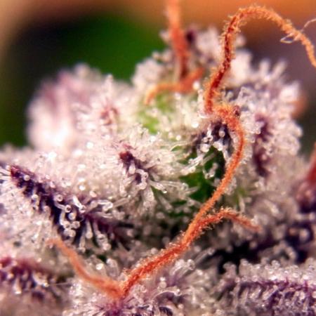 Wurlz F1 Amnesia