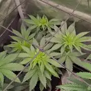 GMO Cookies Zamnesia
