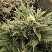 Jack Herer (Auto-Fastbuds)