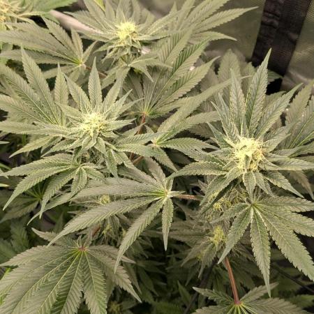 GMO Cookies Zamnesia