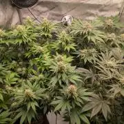 Sour Ripper