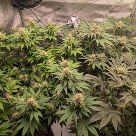 Sour Ripper