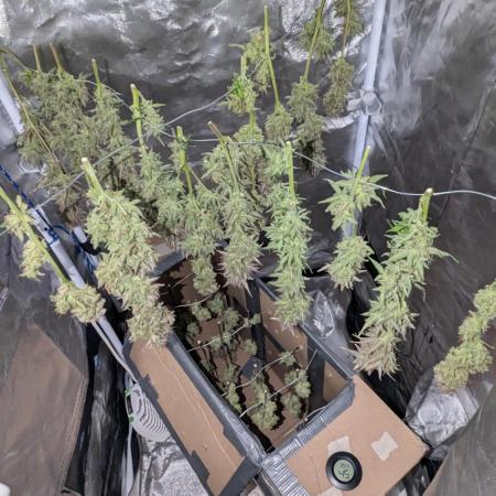 Lemon AK Auto - FastBuds