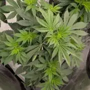 Granddaddy Purple