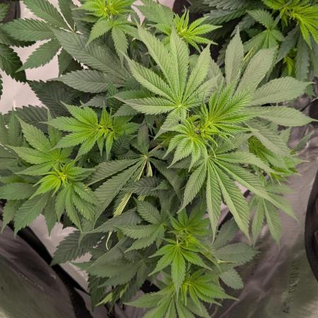 Granddaddy Purple