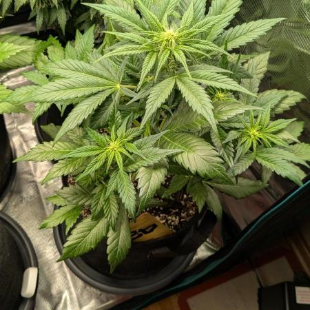 Jack Herer (Auto-Fastbuds)