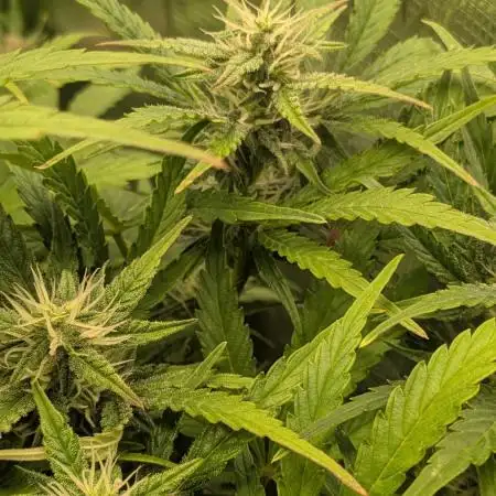 Lemon AK Auto - FastBuds