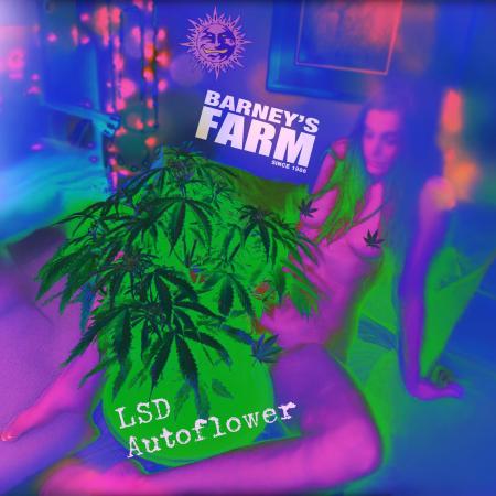LSD Auto LED grow