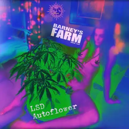 LSD Auto LED grow