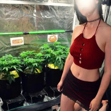 Tropicana Cookies FF