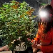 Tropicana Cookies FF