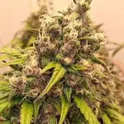 Top-dress-off Kaiju Nutrients