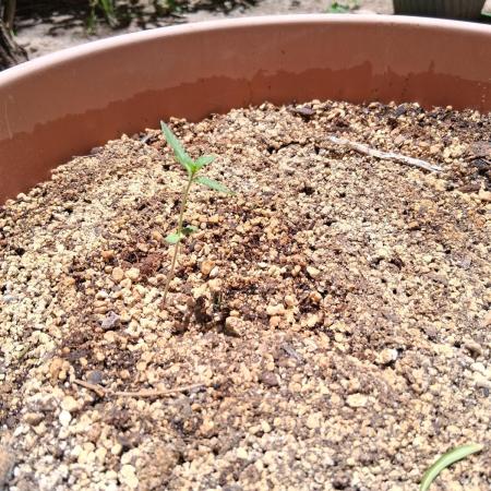 Outdoor late start grow